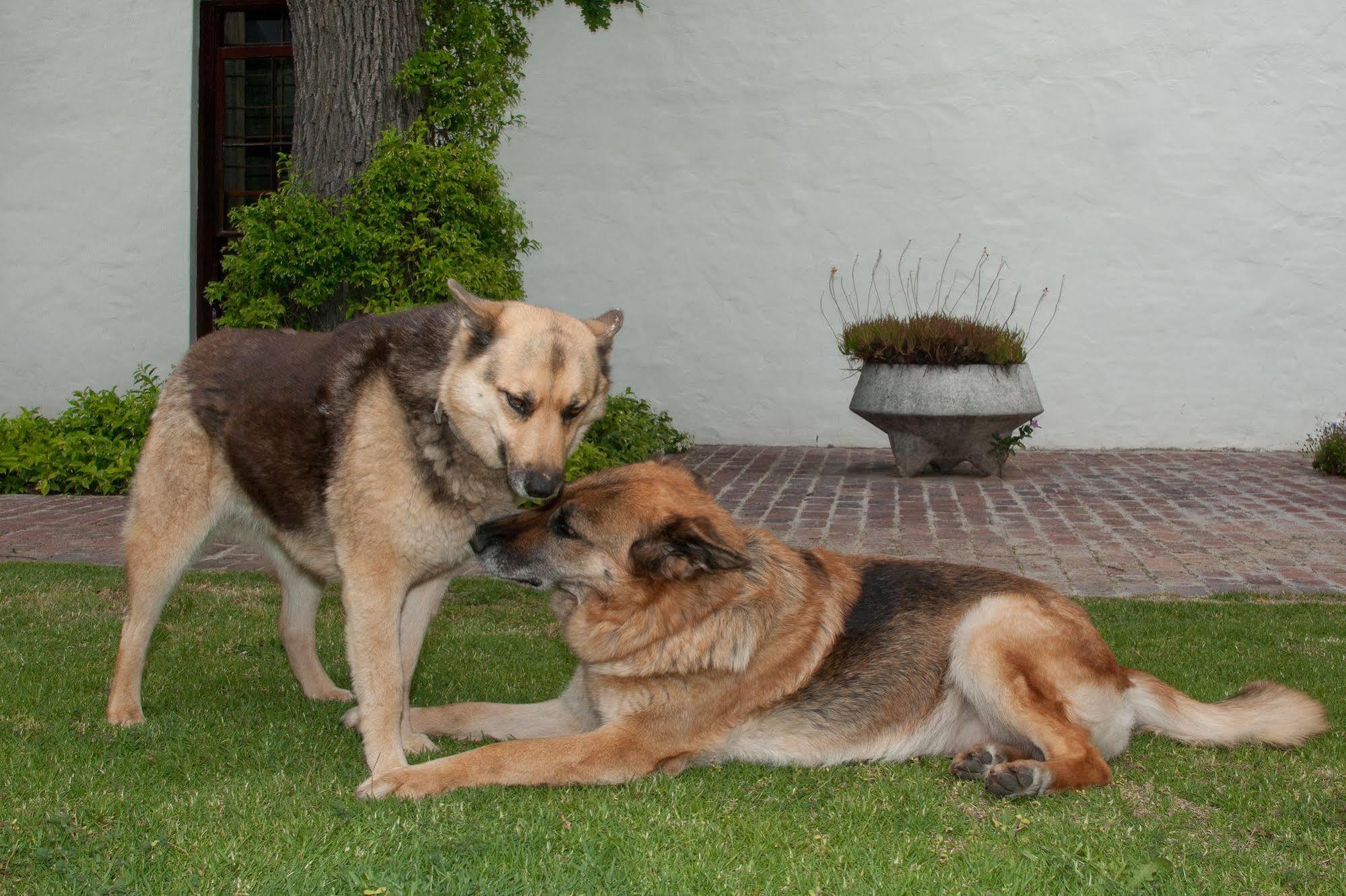 La Galiniere Guest Cottages Franschhoek Zewnętrze zdjęcie